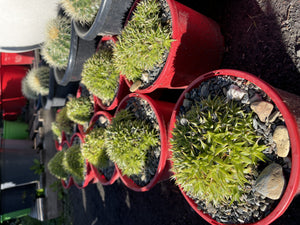 Deuterocohnia brevifolia  {Mounding Bromeliad}