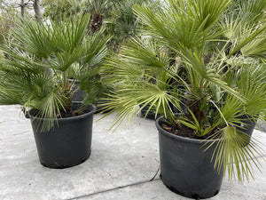 Chamaerops humilis