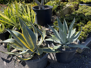 Agave americana