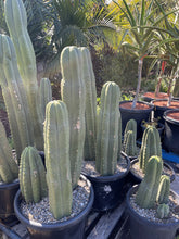 Load image into Gallery viewer, Echinopsis scopulicola  (syn. Trichocereus)

