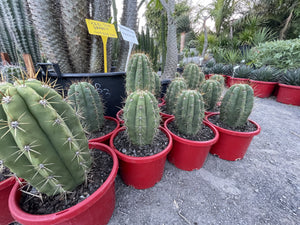 Echinopsis terscheckii