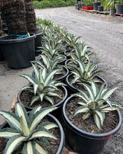 Load image into Gallery viewer, Agave americana Mediopicta Alba
