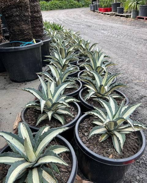 Agave americana Mediopicta Alba