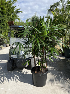 Rhapis excelsa