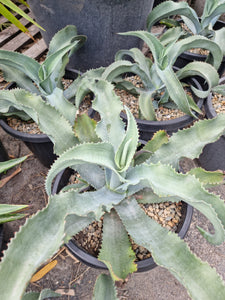 Agave gypsophila Blue Wave