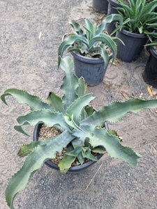 Agave gypsophila Blue Wave