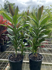 Cordyline fruticosa Glauca