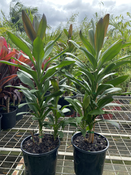 Cordyline fruticosa Glauca