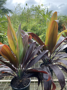 Cordyline fruticosa Negra