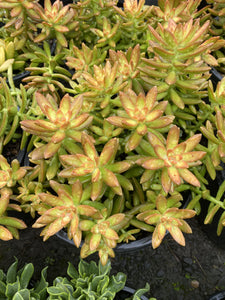 Sedum adolphii