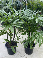 Load image into Gallery viewer, Rhapis excelsa
