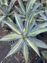 Load image into Gallery viewer, Agave americana Variegata
