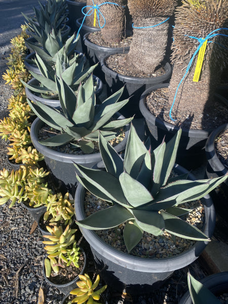 Agave Sharkskin