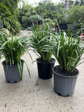 Load image into Gallery viewer, Liriope muscari cv.Evergreen Giant
