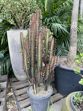 Load image into Gallery viewer, Euphorbia trigona Red Devil
