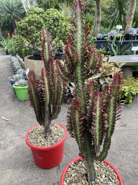 Euphorbia trigona Red Devil