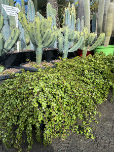 Portulacaria afra Prostrata