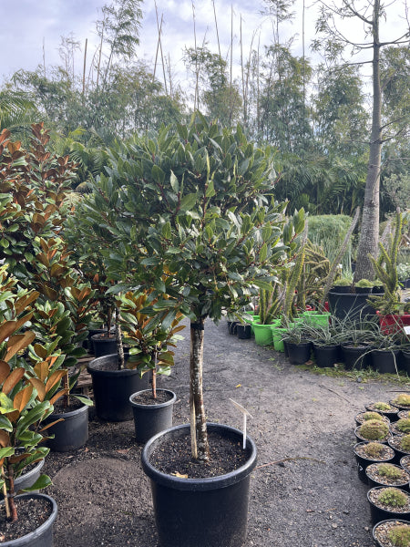 Laurus nobilis