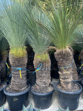 Load image into Gallery viewer, Xanthorrhoea glauca
