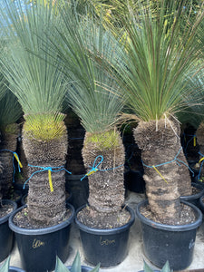 Xanthorrhoea glauca