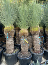 Load image into Gallery viewer, Xanthorrhoea glauca
