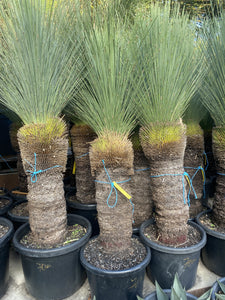 Xanthorrhoea glauca