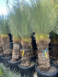 Xanthorrhoea glauca