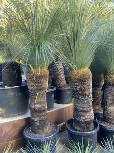 Xanthorrhoea glauca