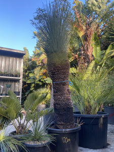 Xanthorrhoea glauca