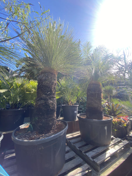 Xanthorrhoea glauca {Grass Trees}