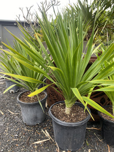 Dracaena cambodiana