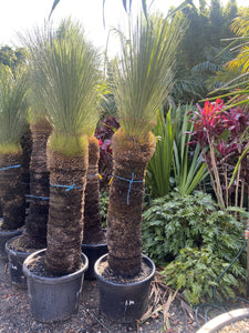 Xanthorrhoea glauca