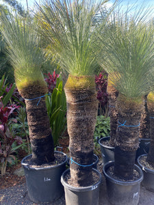 Xanthorrhoea glauca