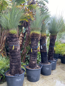 Xanthorrhoea glauca