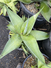 Load image into Gallery viewer, Agave guiengola
