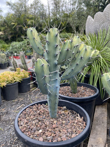 Myrtillocactus geometrizans