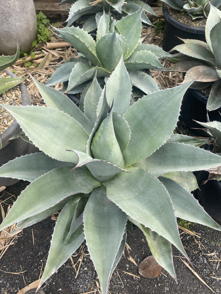 Agave ovatifolia