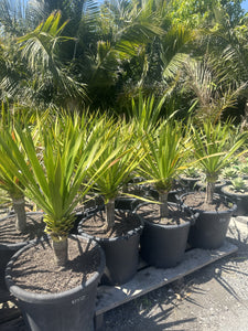 Dracaena cochinchinensis