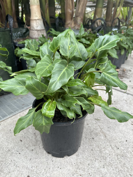 Philodendron Xanadu