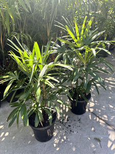 Rhapis excelsa