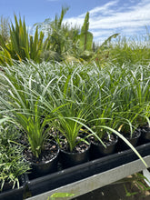 Load image into Gallery viewer, Liriope muscari cv.Evergreen Giant
