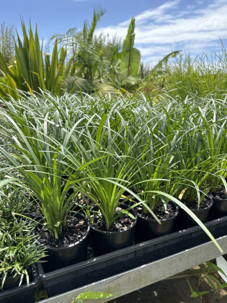 Liriope muscari cv.Evergreen Giant