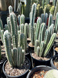 Pilosocereus leucocephalus