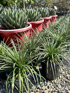 Agave geminiflora