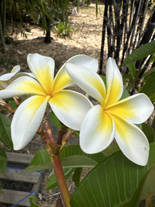 Plumeria rubra Fragrant White