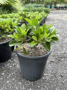 Rhaphiolepis indica Oriental Pearl