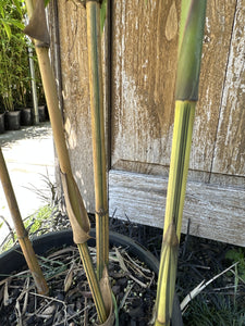 Bambusa eutuldoides viridi-vittata