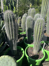 Load image into Gallery viewer, Pachycereus pringlei  {Elephant cactus}
