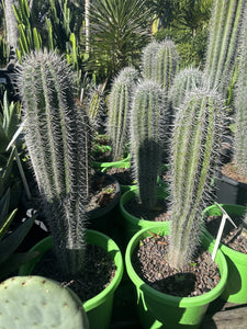 Pachycereus pringlei  {Elephant cactus}