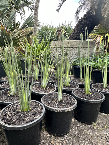 Strelitzia parvifolia var. juncea